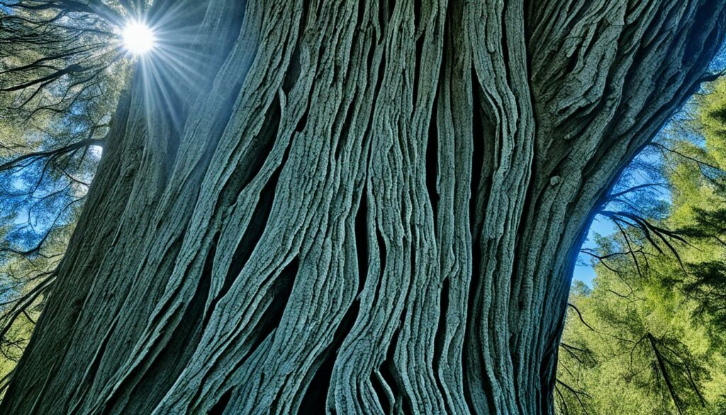 Giant Sequoias